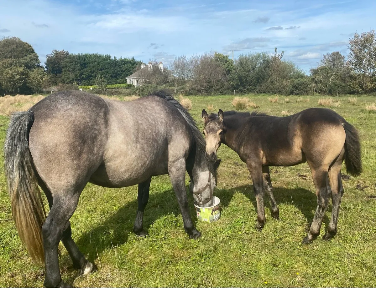 Connemara Colt Foal - Image 4