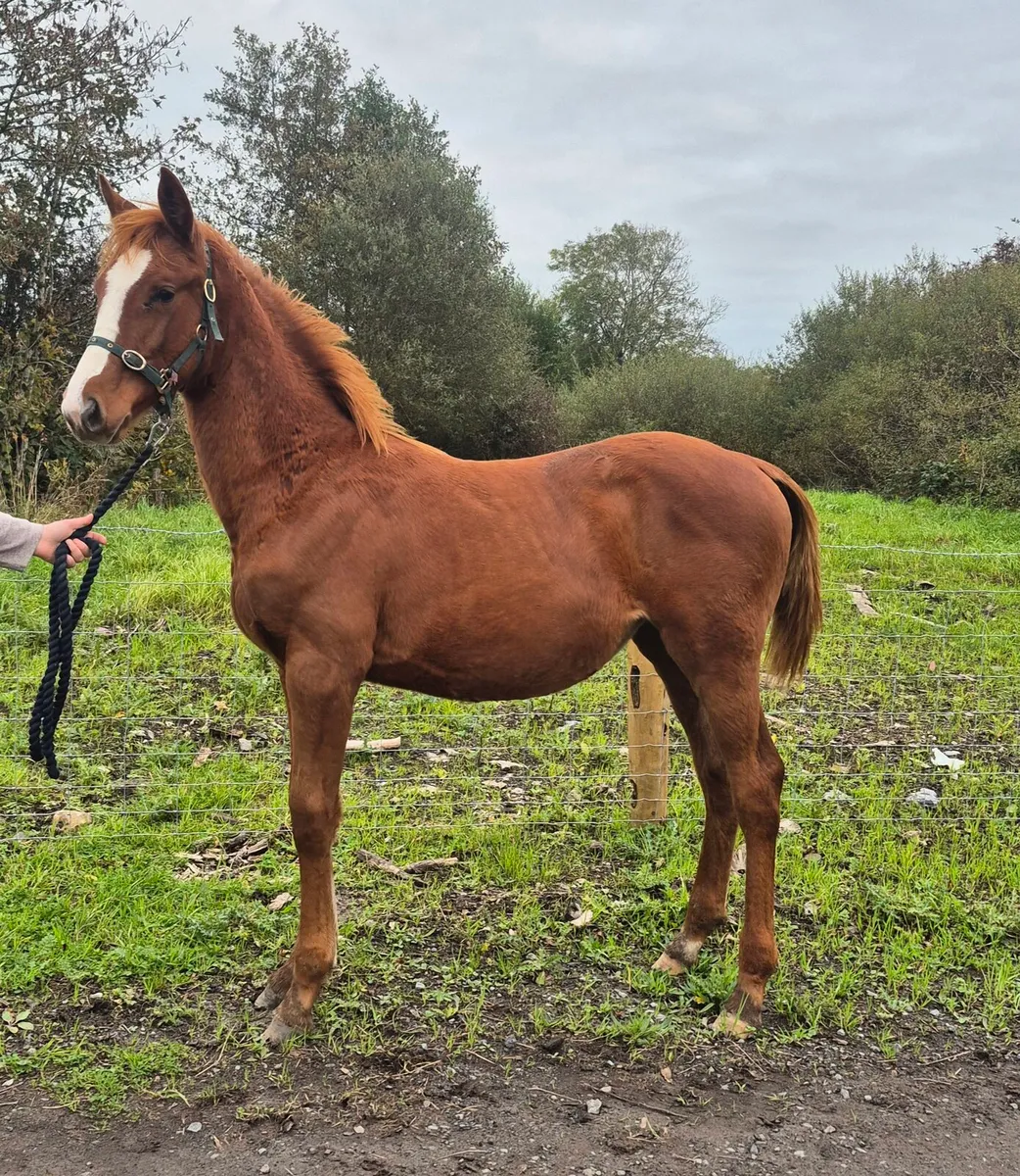 Filly Foal