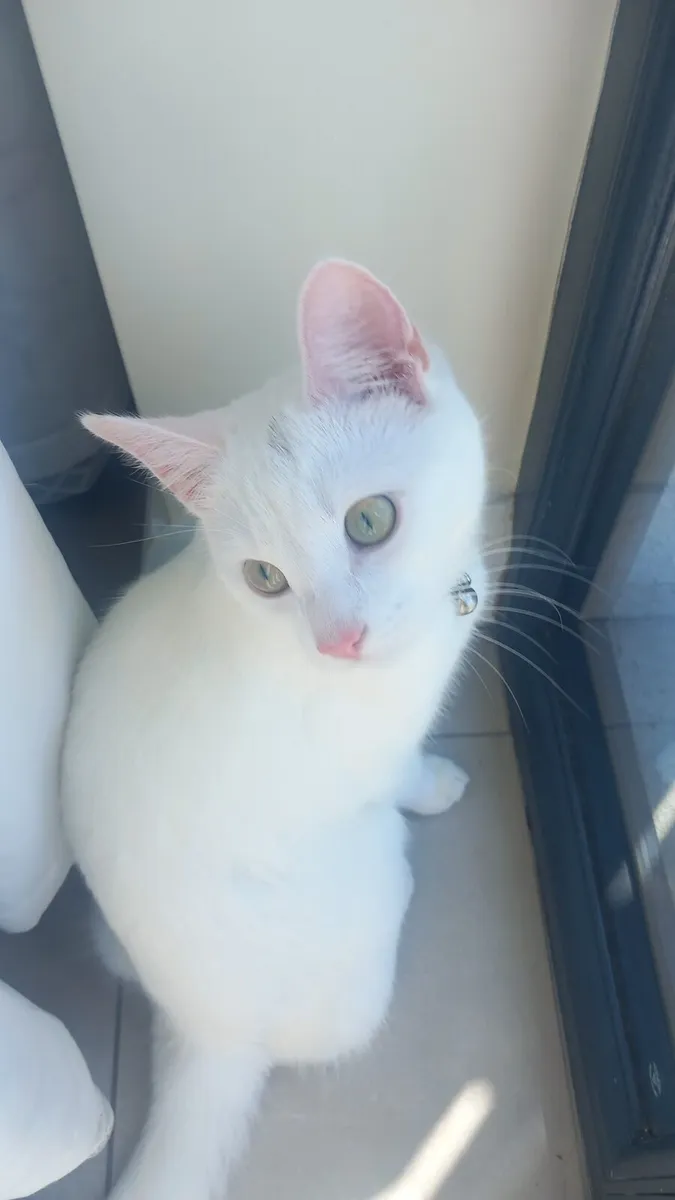 1 year old white shorthair kitten - Image 1