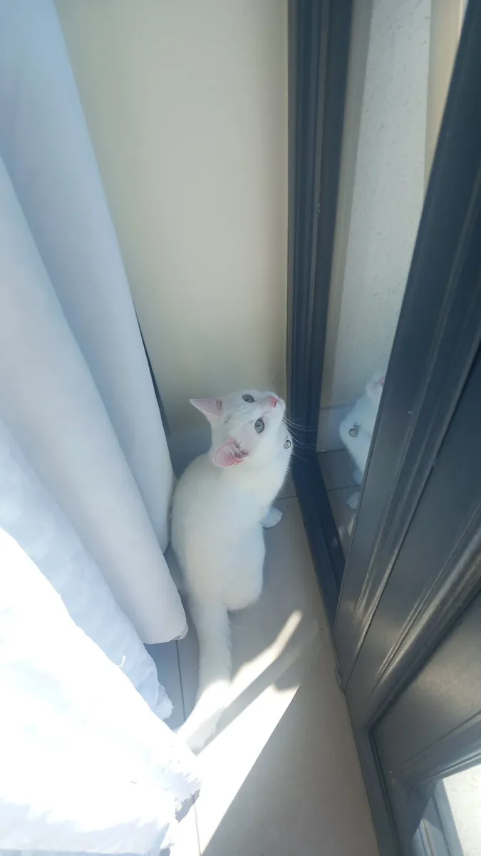 1 year old white shorthair kitten - Image 2