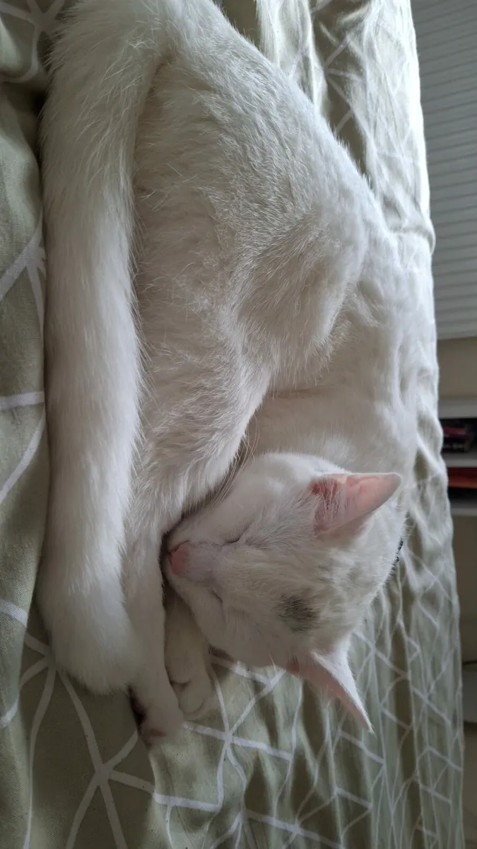 1 year old white shorthair kitten - Image 3