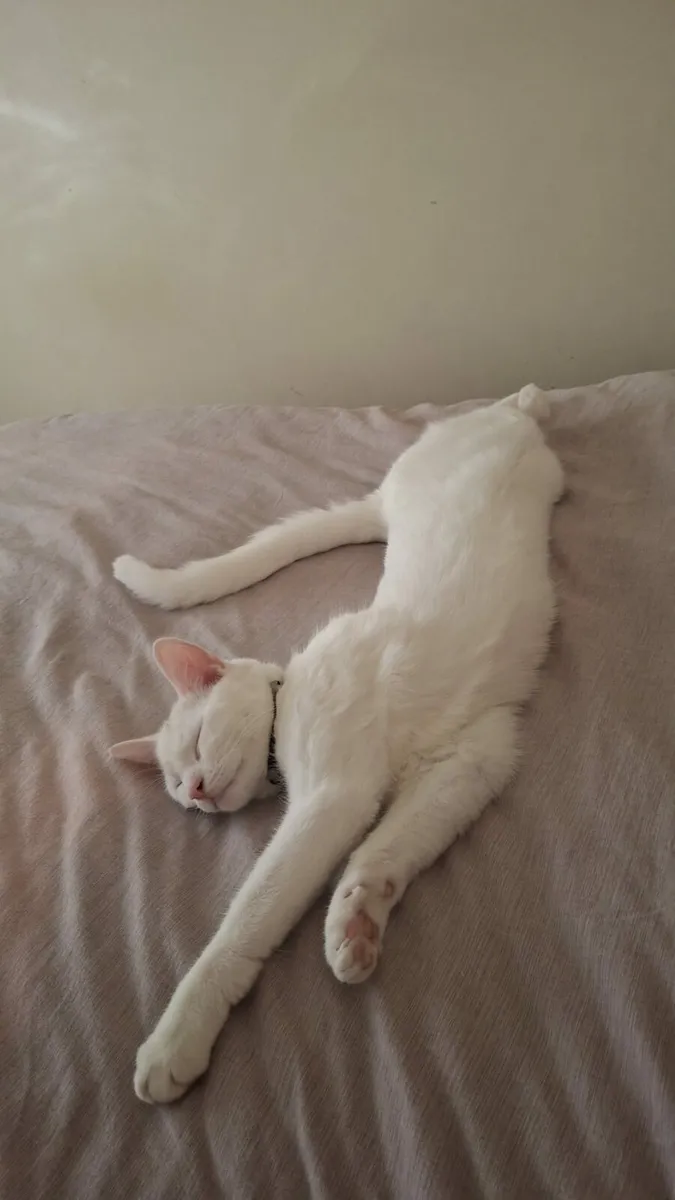 1 year old white shorthair kitten - Image 4