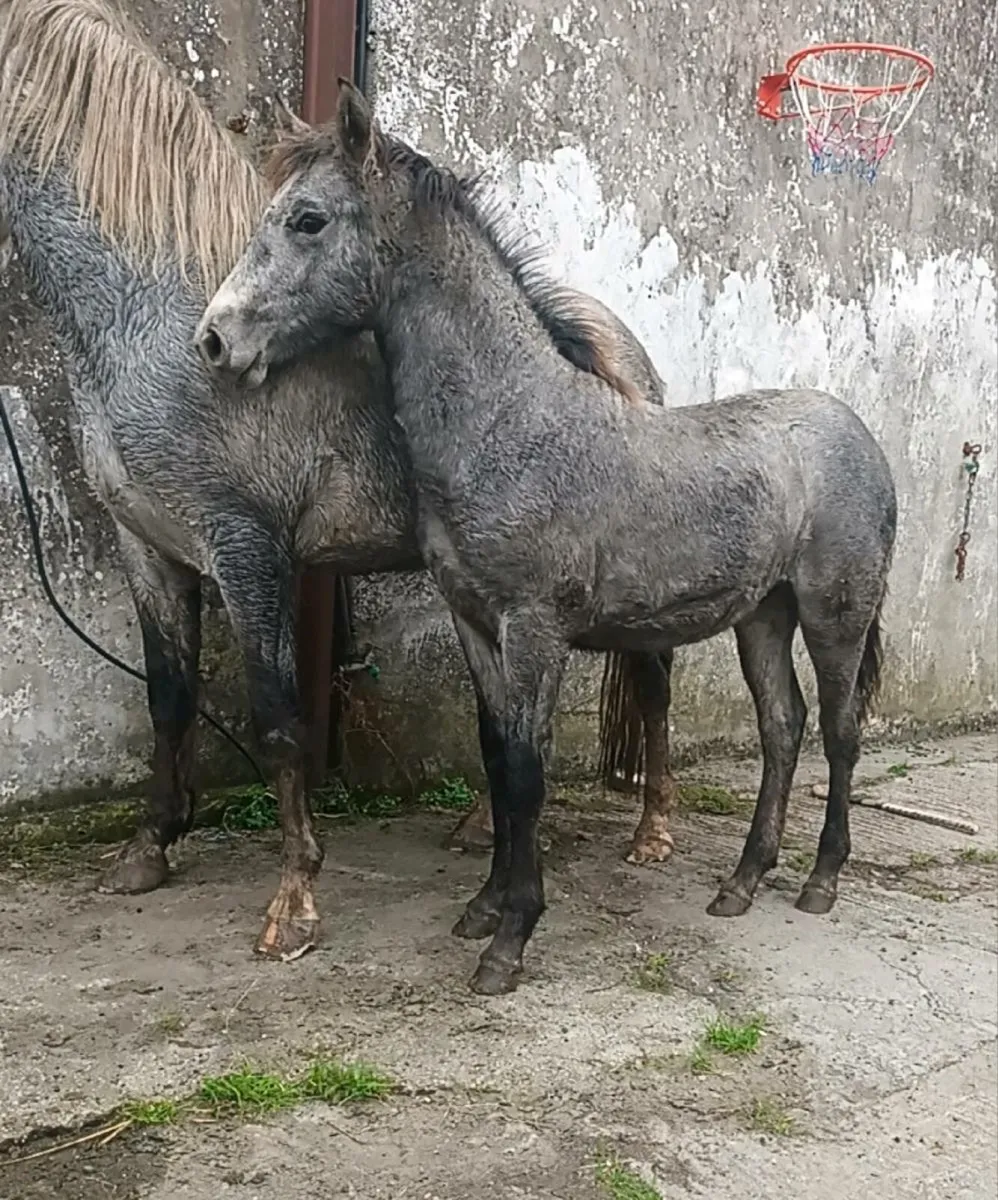 Connie colt foal - Image 1