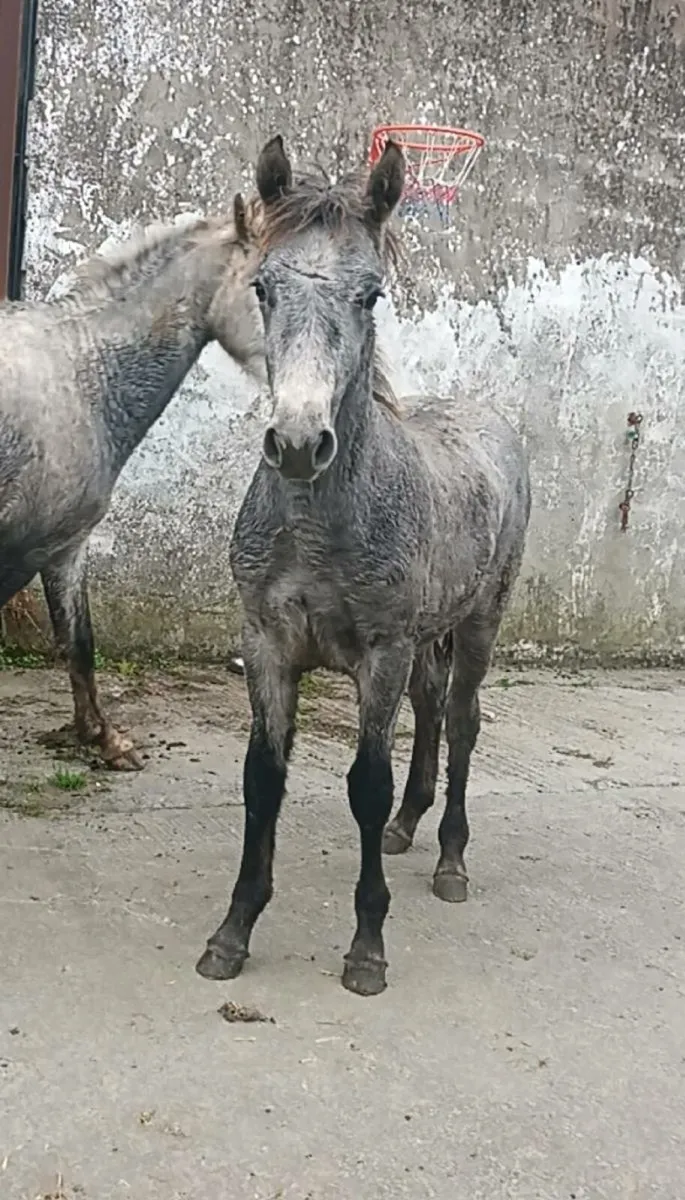 Connie colt foal - Image 2