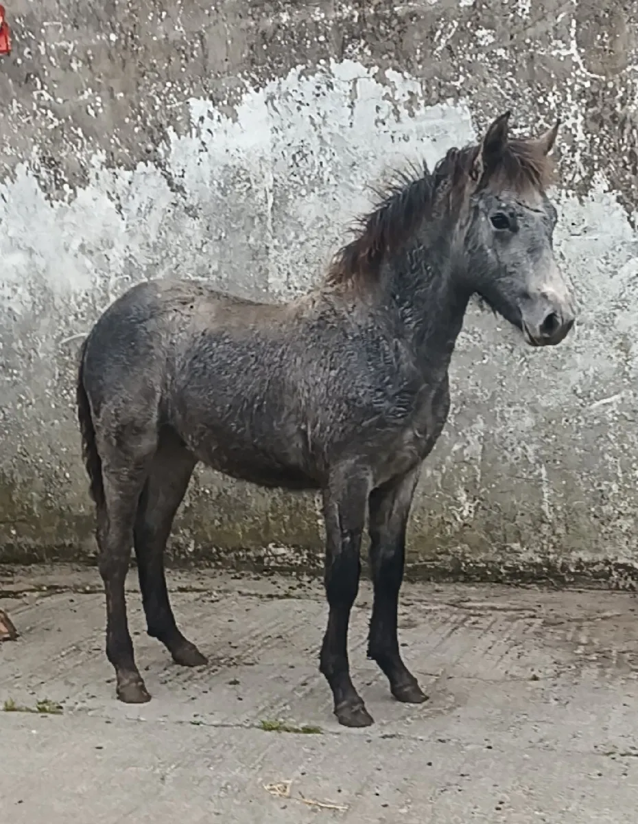 Connie colt foal - Image 3