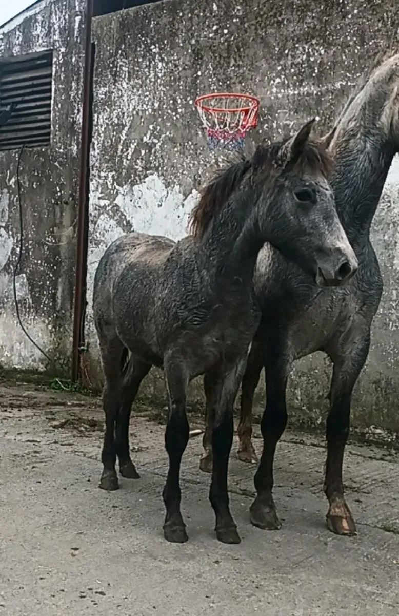 Connie colt foal - Image 4