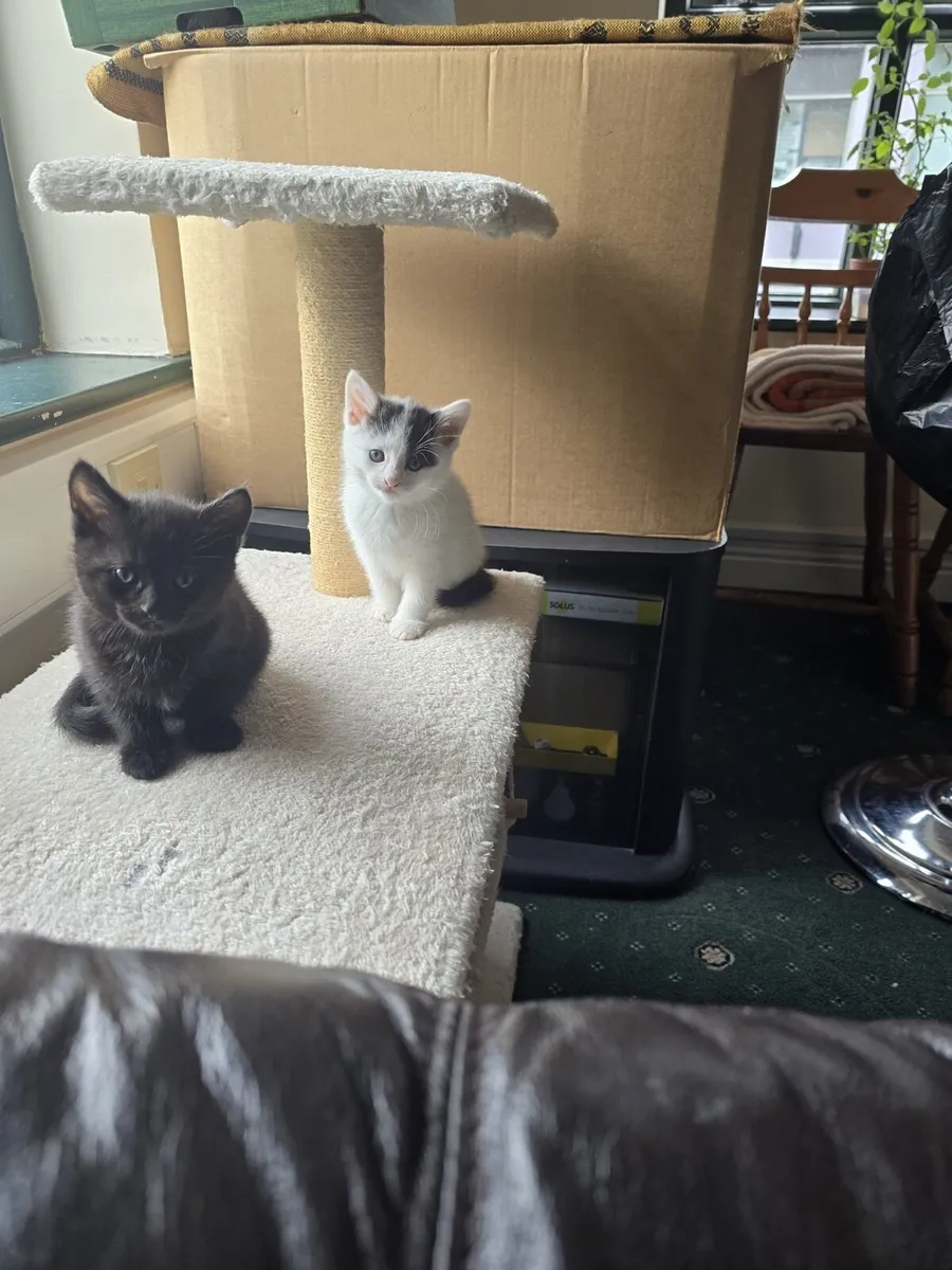 Kittens in Mallow 4 available - Image 1