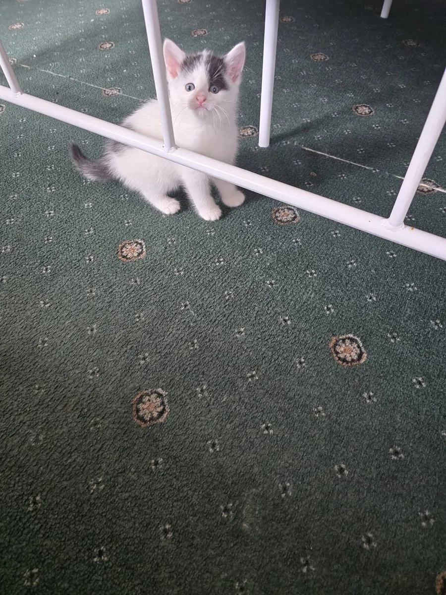 Kittens in Mallow 4 available - Image 2