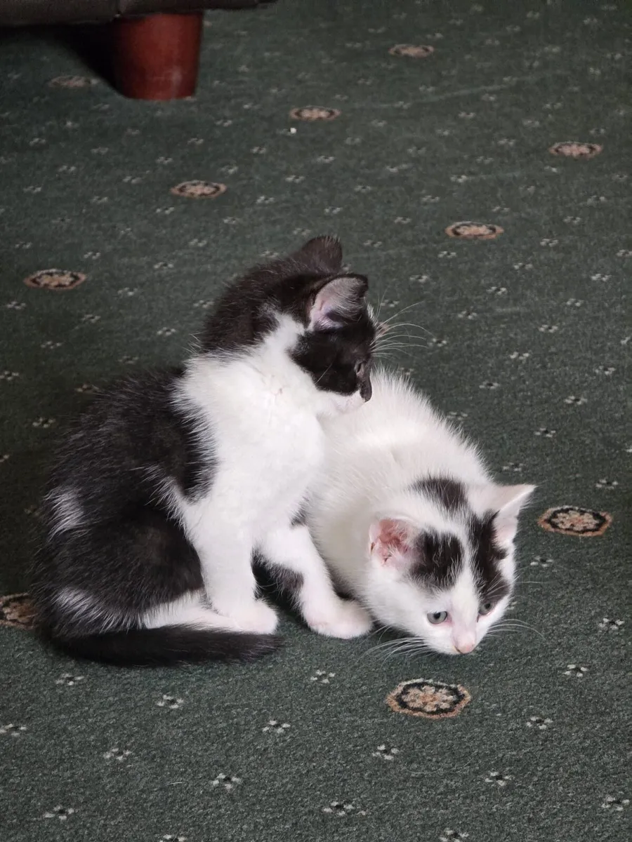 Kittens in Mallow 4 available - Image 3