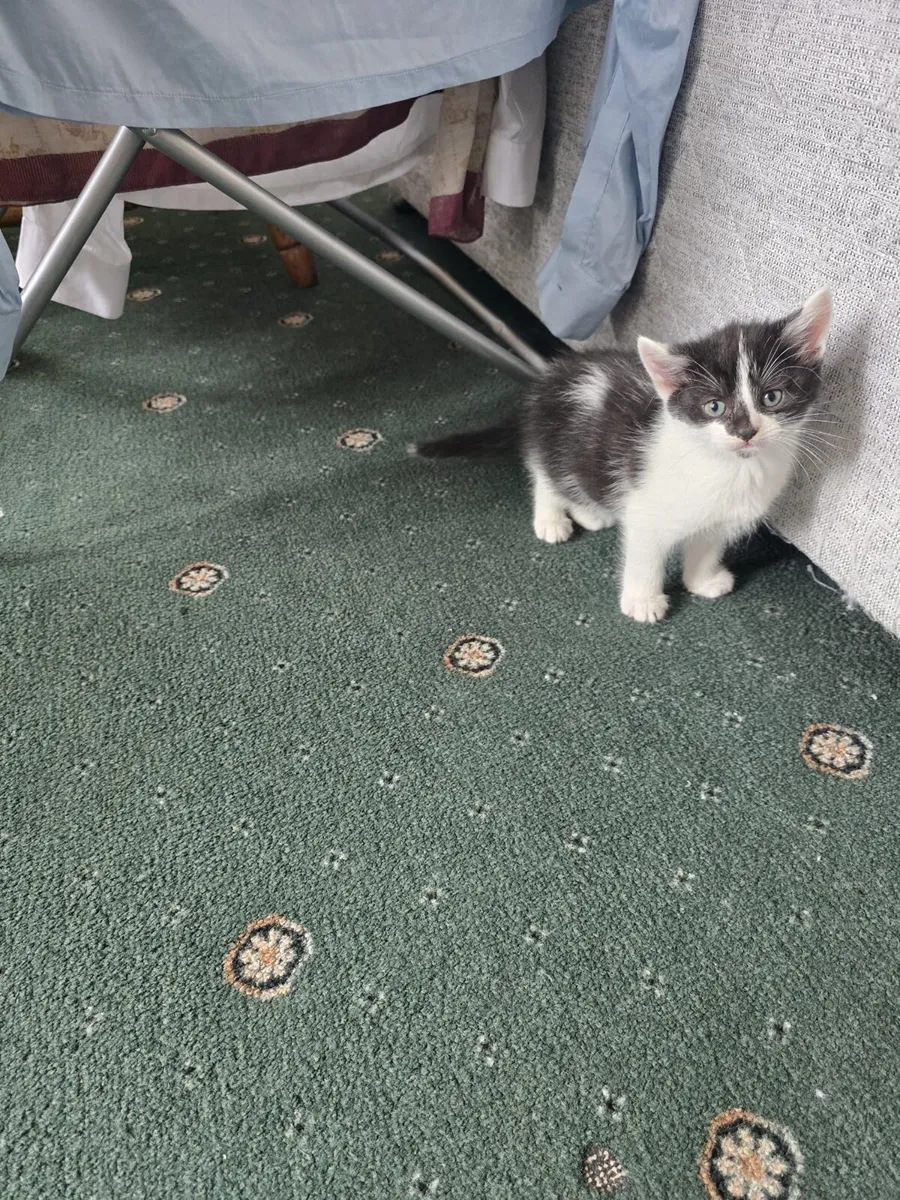 Kittens in Mallow 4 available - Image 4