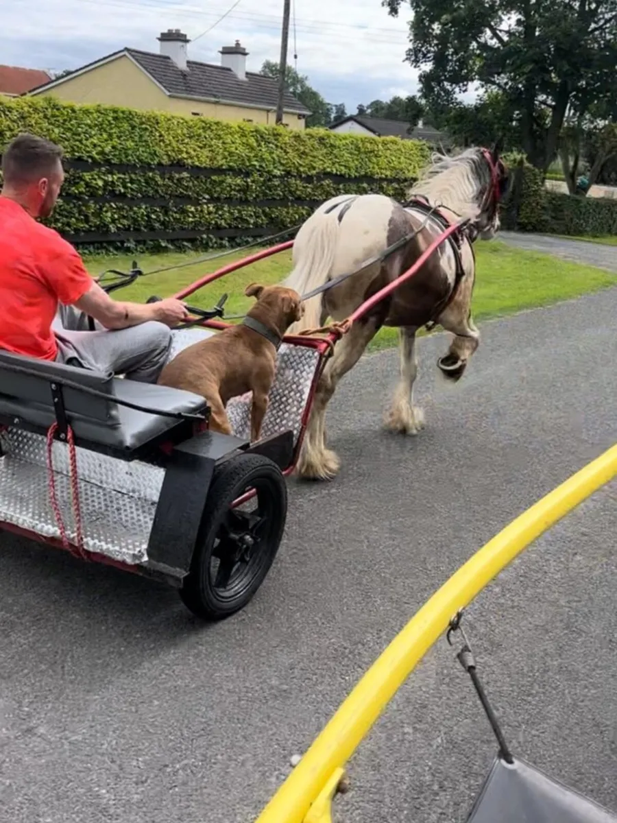 Road cart - Image 1