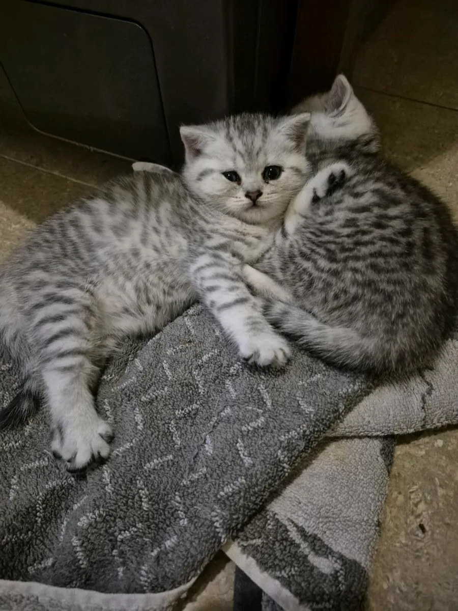 British Shorthair Kittens - Image 1