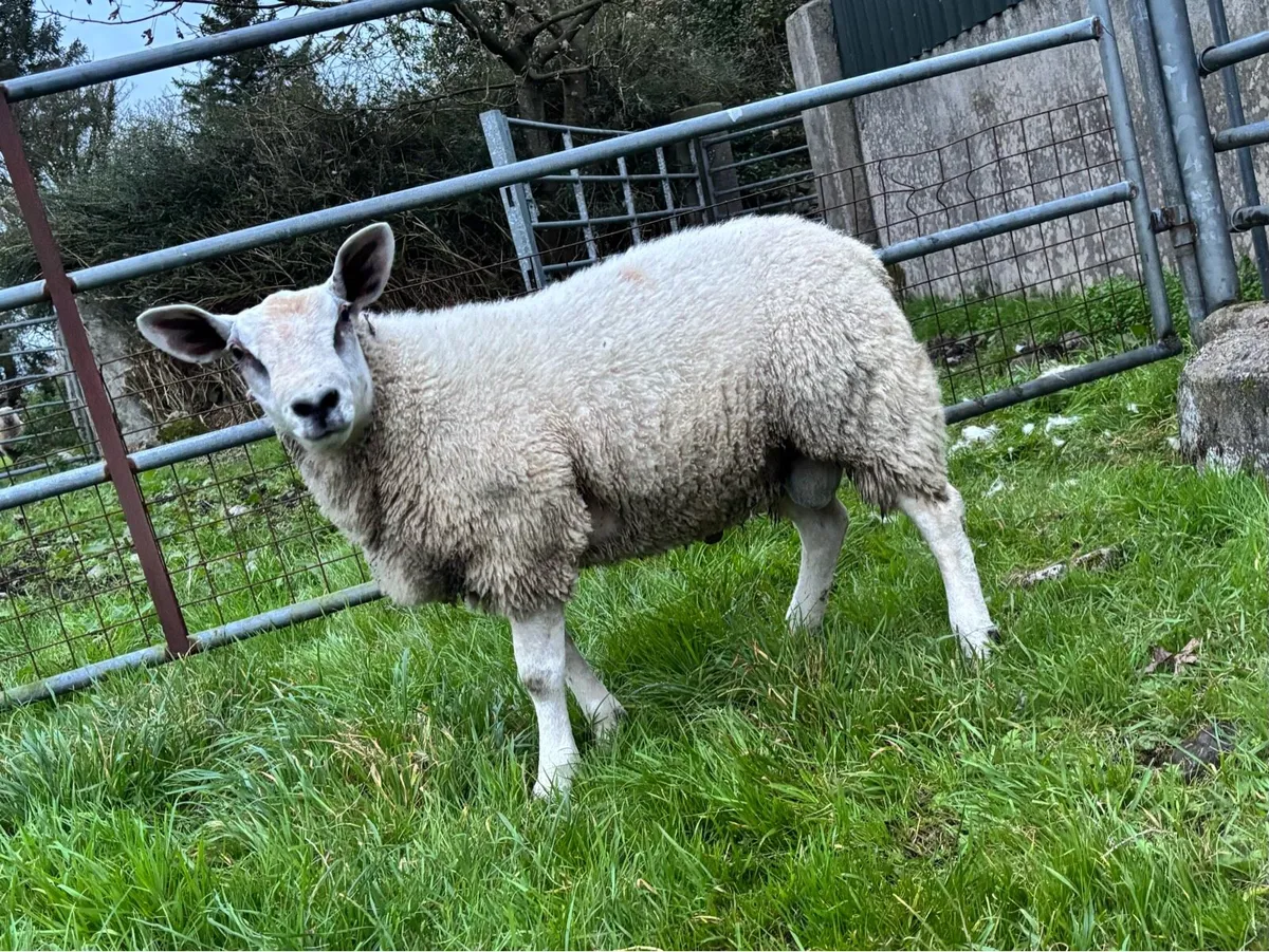 ABERFIELD RAM LAMB FOR SALE - Image 1