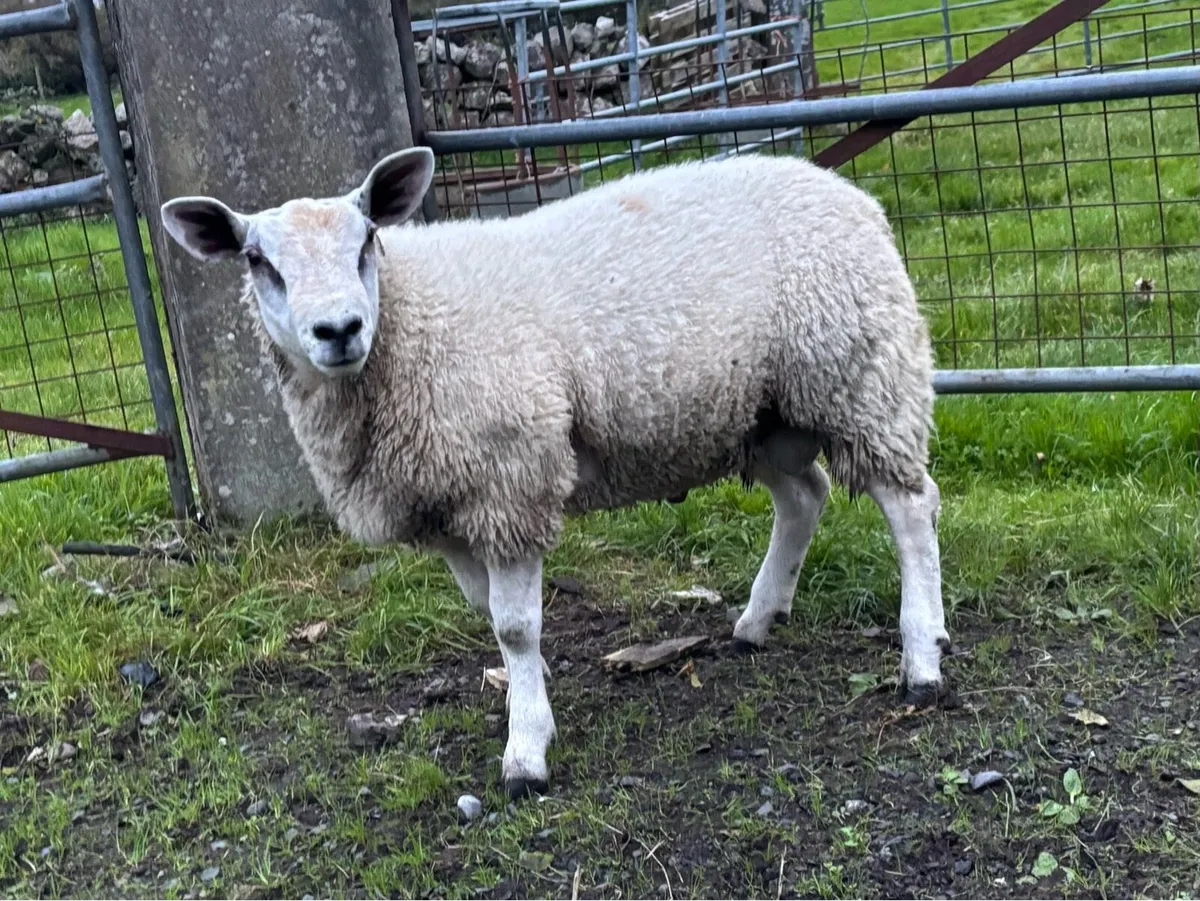 ABERFIELD RAM LAMB FOR SALE - Image 2