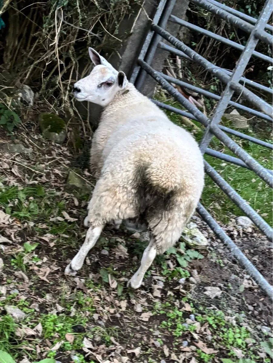 ABERFIELD RAM LAMB FOR SALE - Image 3
