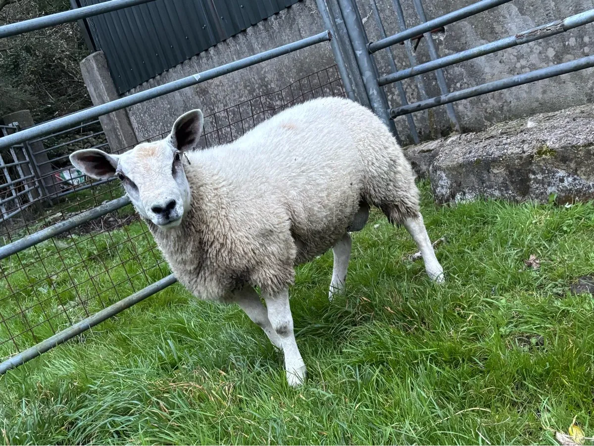 ABERFIELD RAM LAMB FOR SALE - Image 4