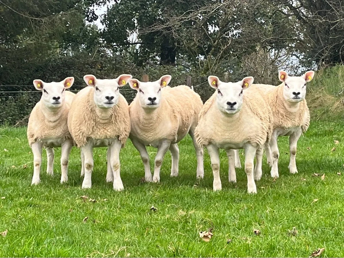 5 Pedigree Texel Ewe Lambs - Image 1