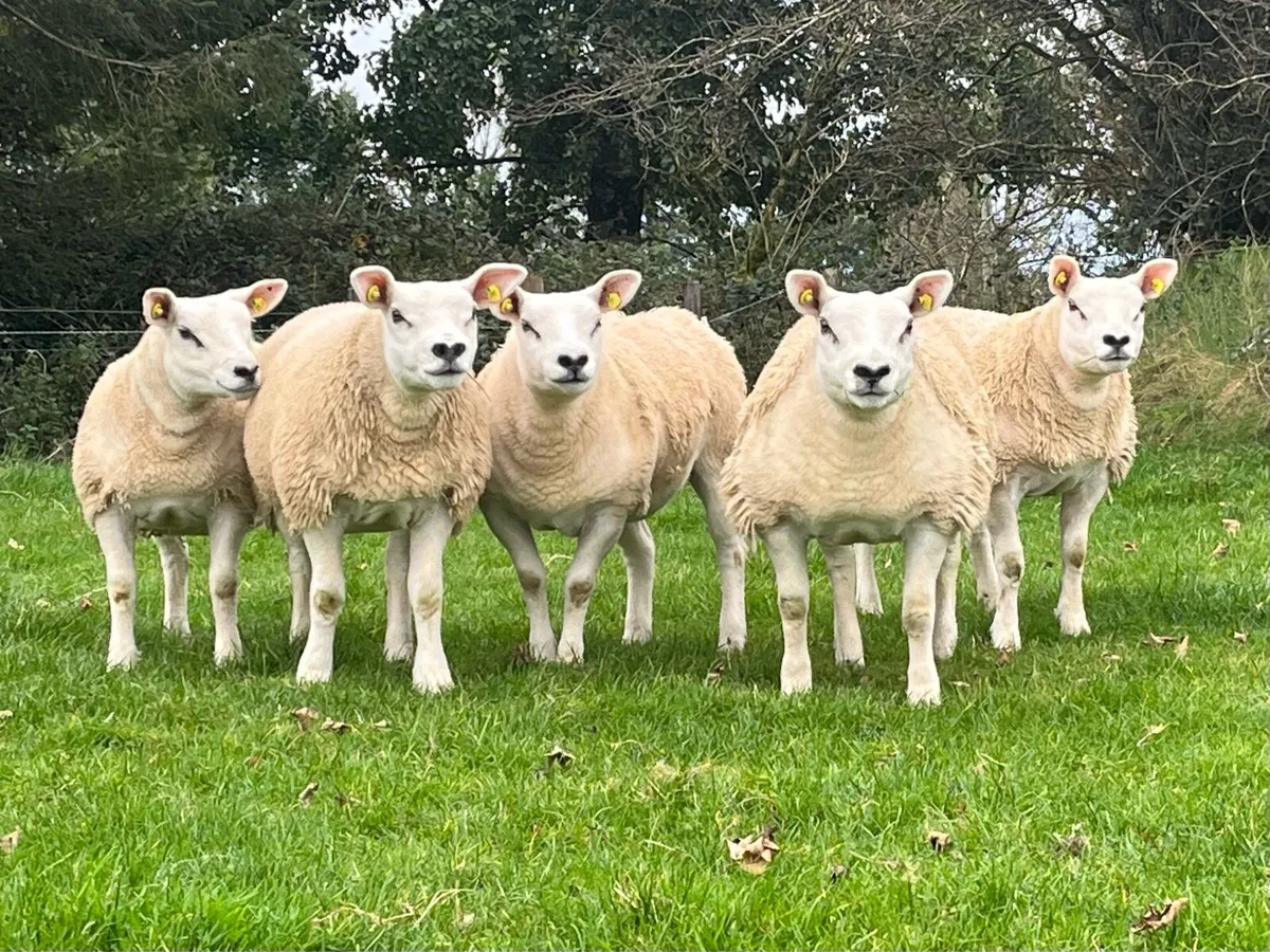 5 Pedigree Texel Ewe Lambs - Image 2