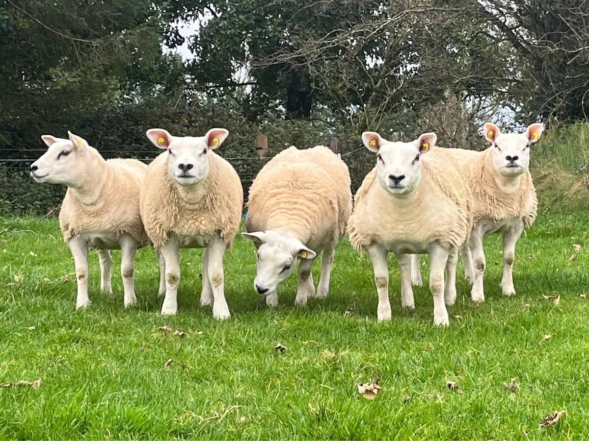 5 Pedigree Texel Ewe Lambs - Image 3