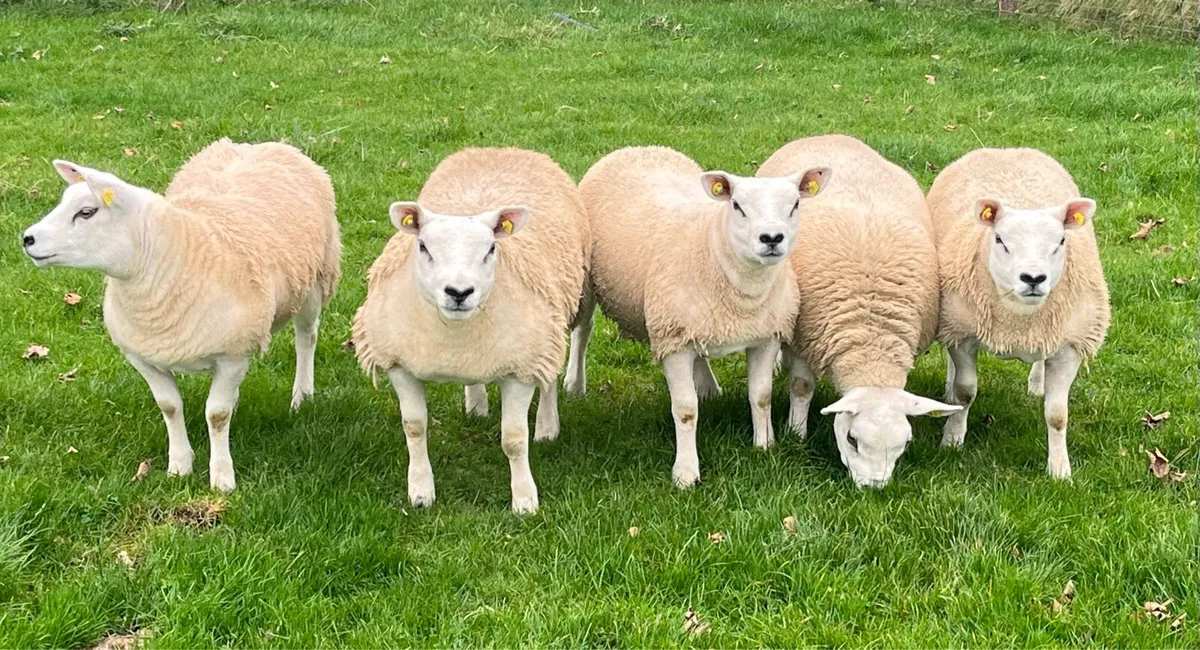 5 Pedigree Texel Ewe Lambs - Image 4