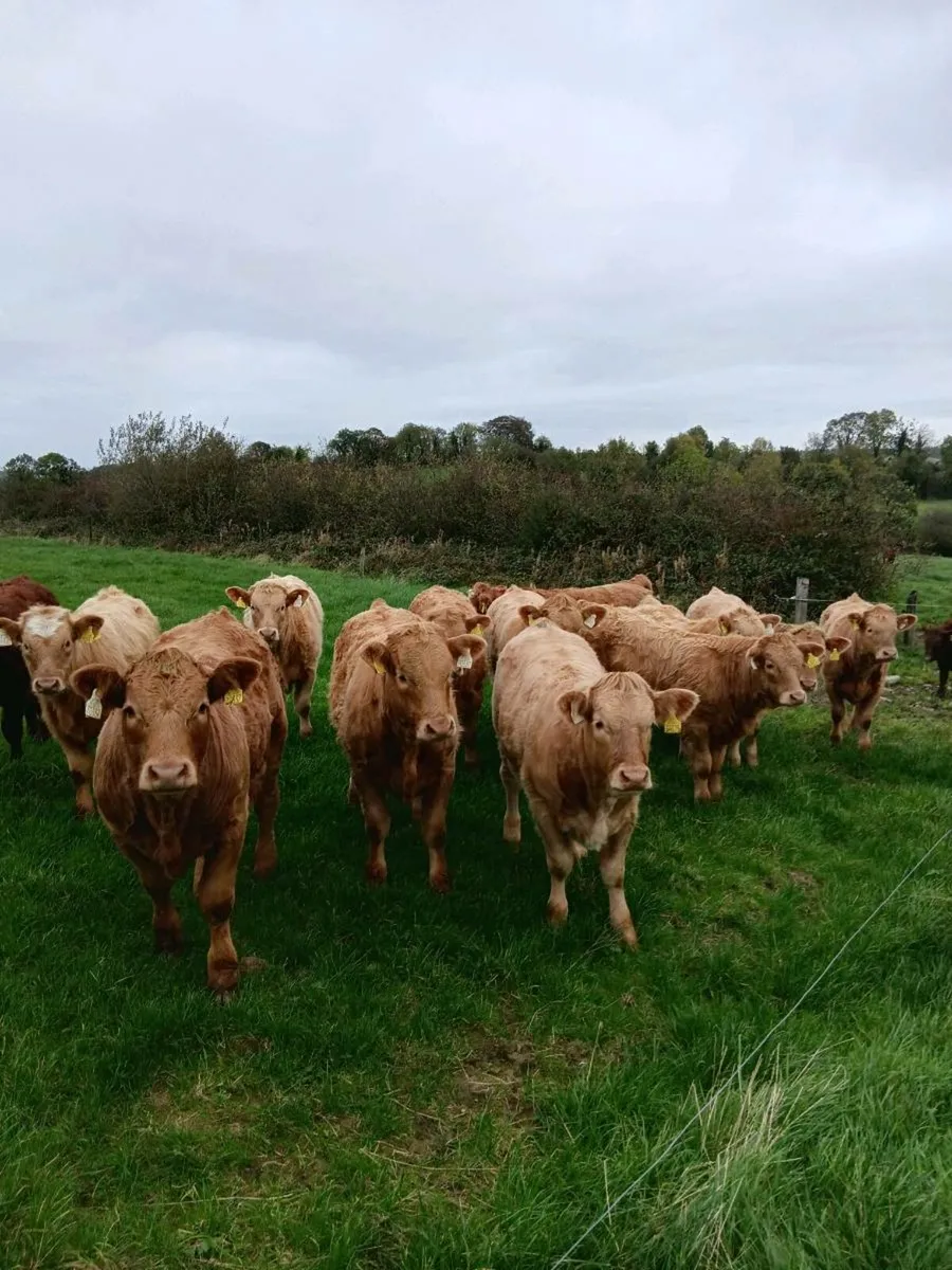 12 Homebred Weanling Ch Heifers - Image 2