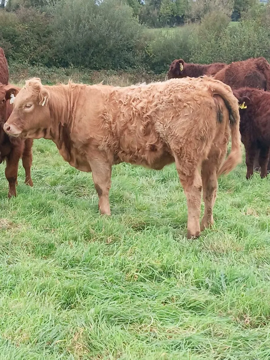 12 Homebred Weanling Ch Heifers - Image 3