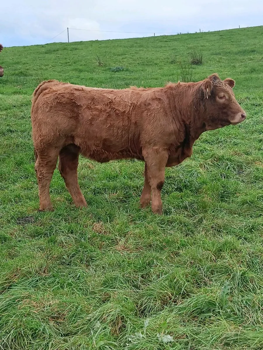12 Homebred Weanling Ch Heifers - Image 4