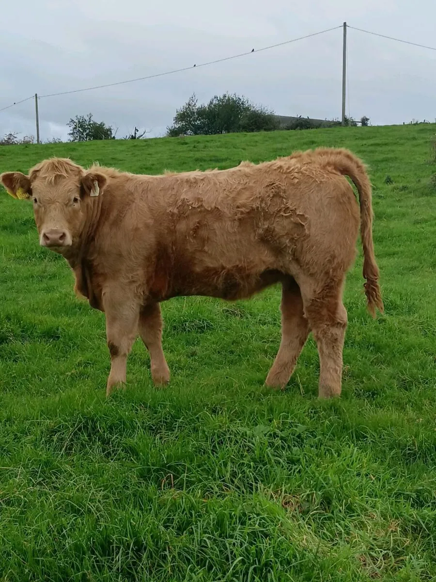 12 Homebred Weanling Ch Heifers - Image 1