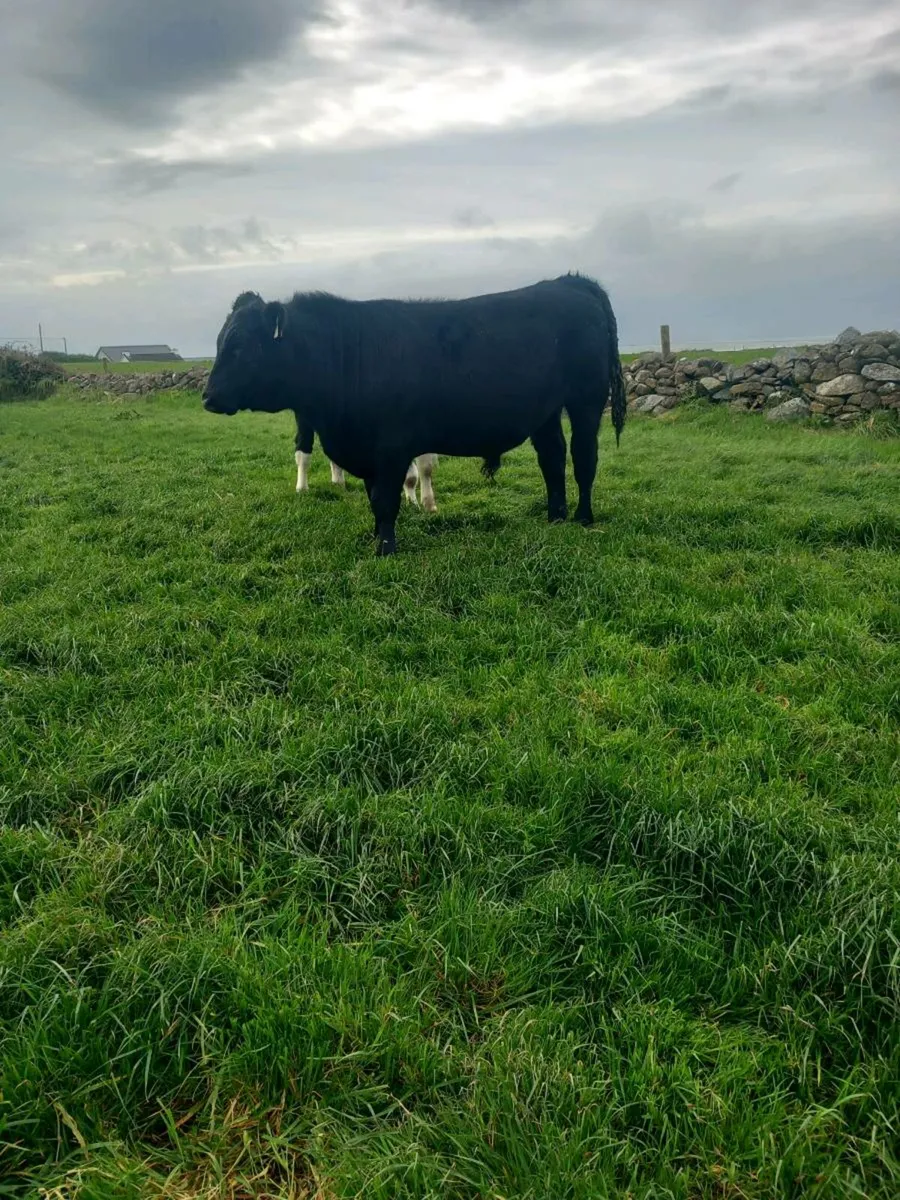 Bull weanlings - Image 2