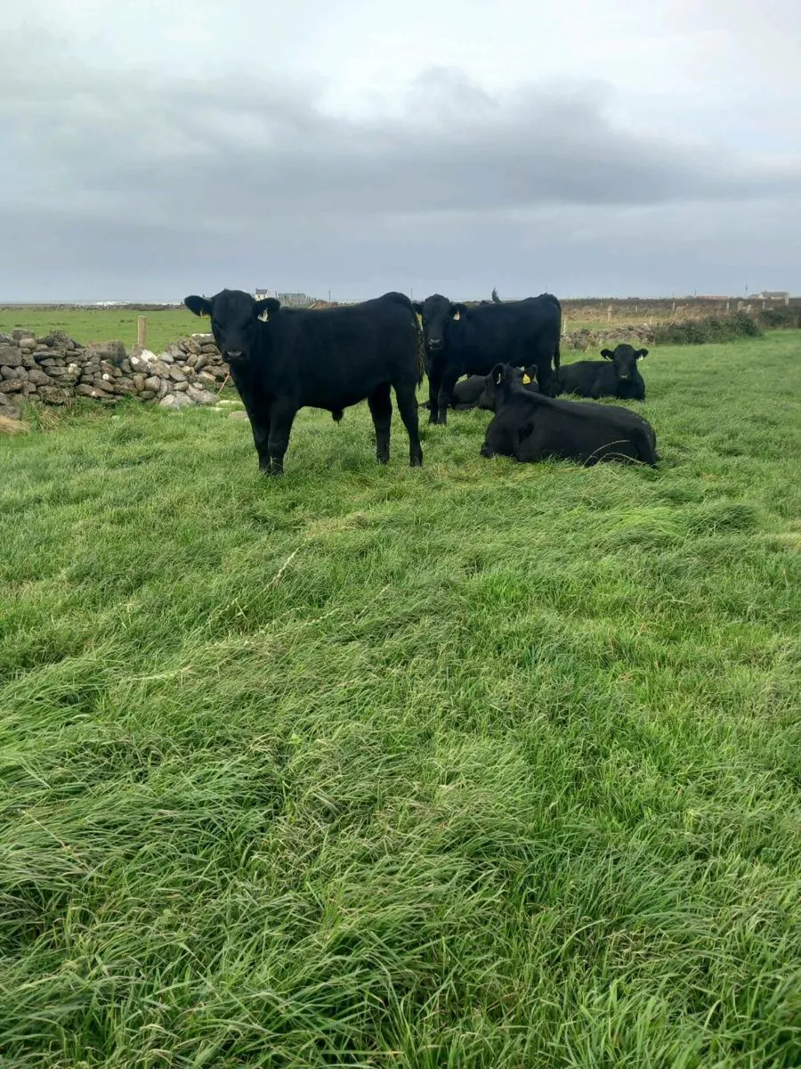 Bull weanlings - Image 3