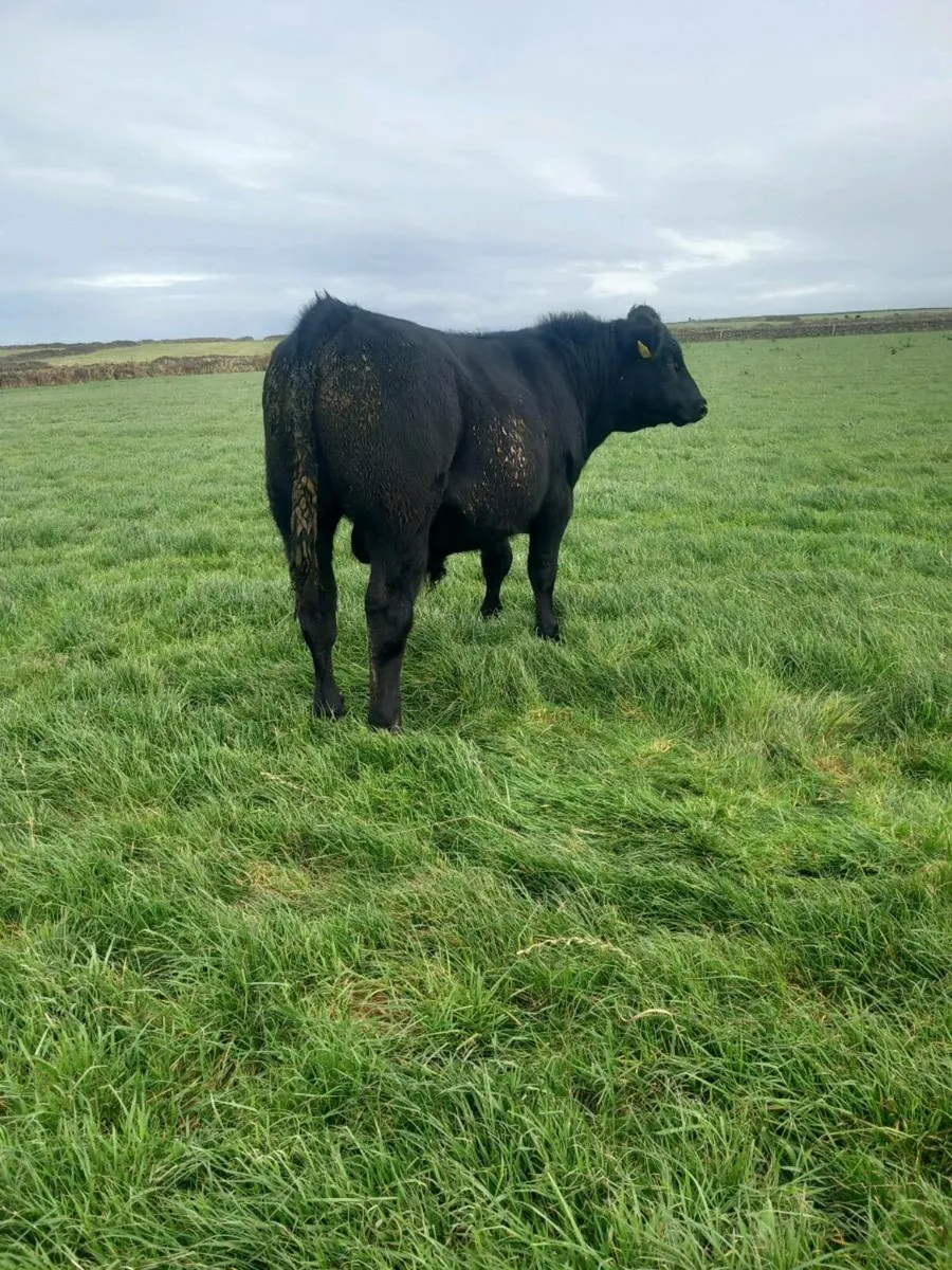 Bull weanlings - Image 4