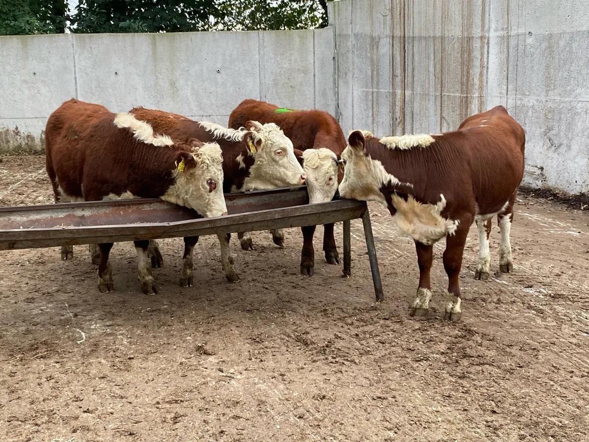 Suckler Bred Whitehead Heifers - Image 2