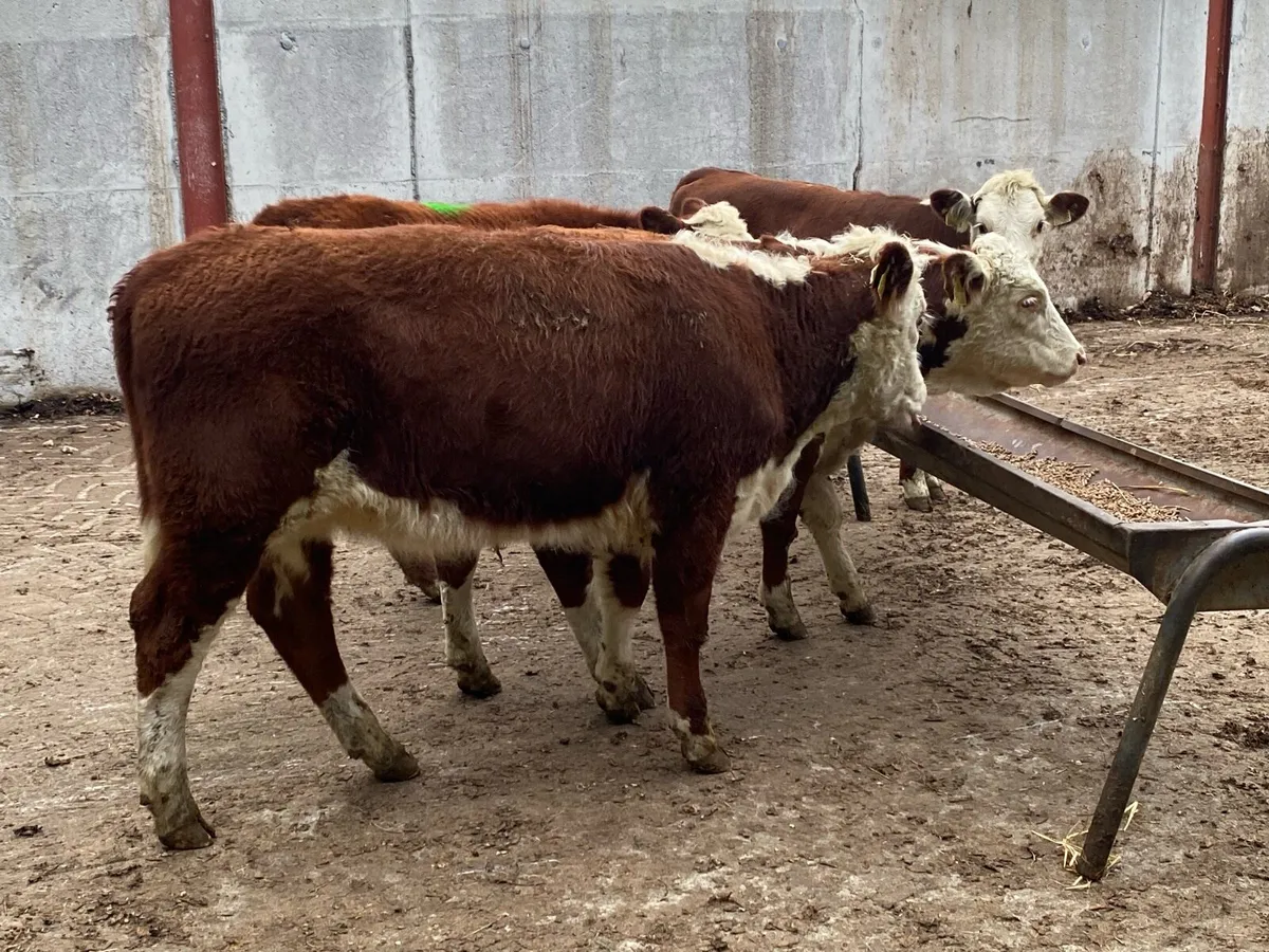 Suckler Bred Whitehead Heifers - Image 3
