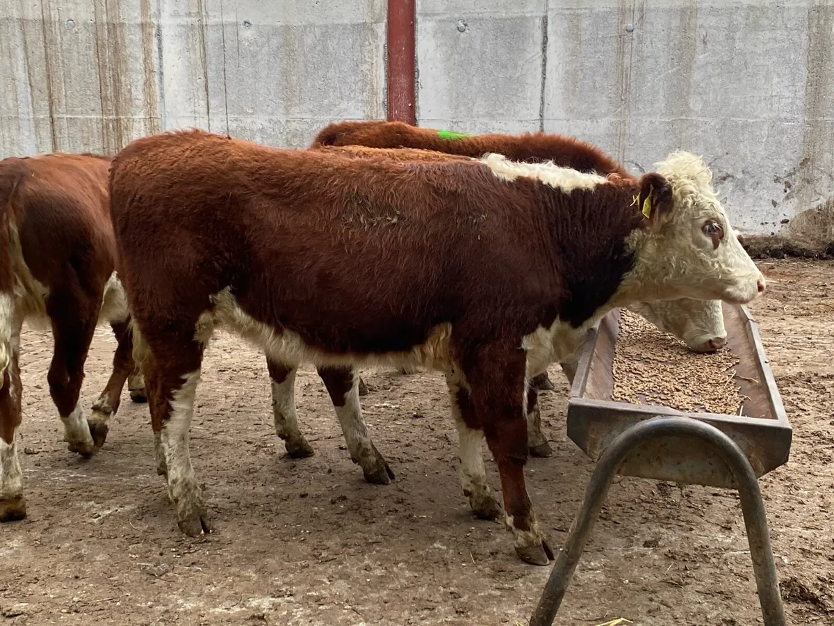 Suckler Bred Whitehead Heifers - Image 4