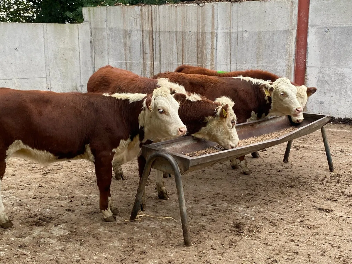 Suckler Bred Whitehead Heifers - Image 1