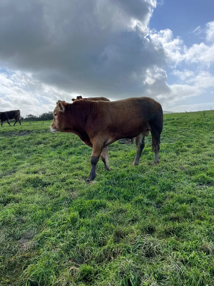 EBY Limousine Bull - Image 2