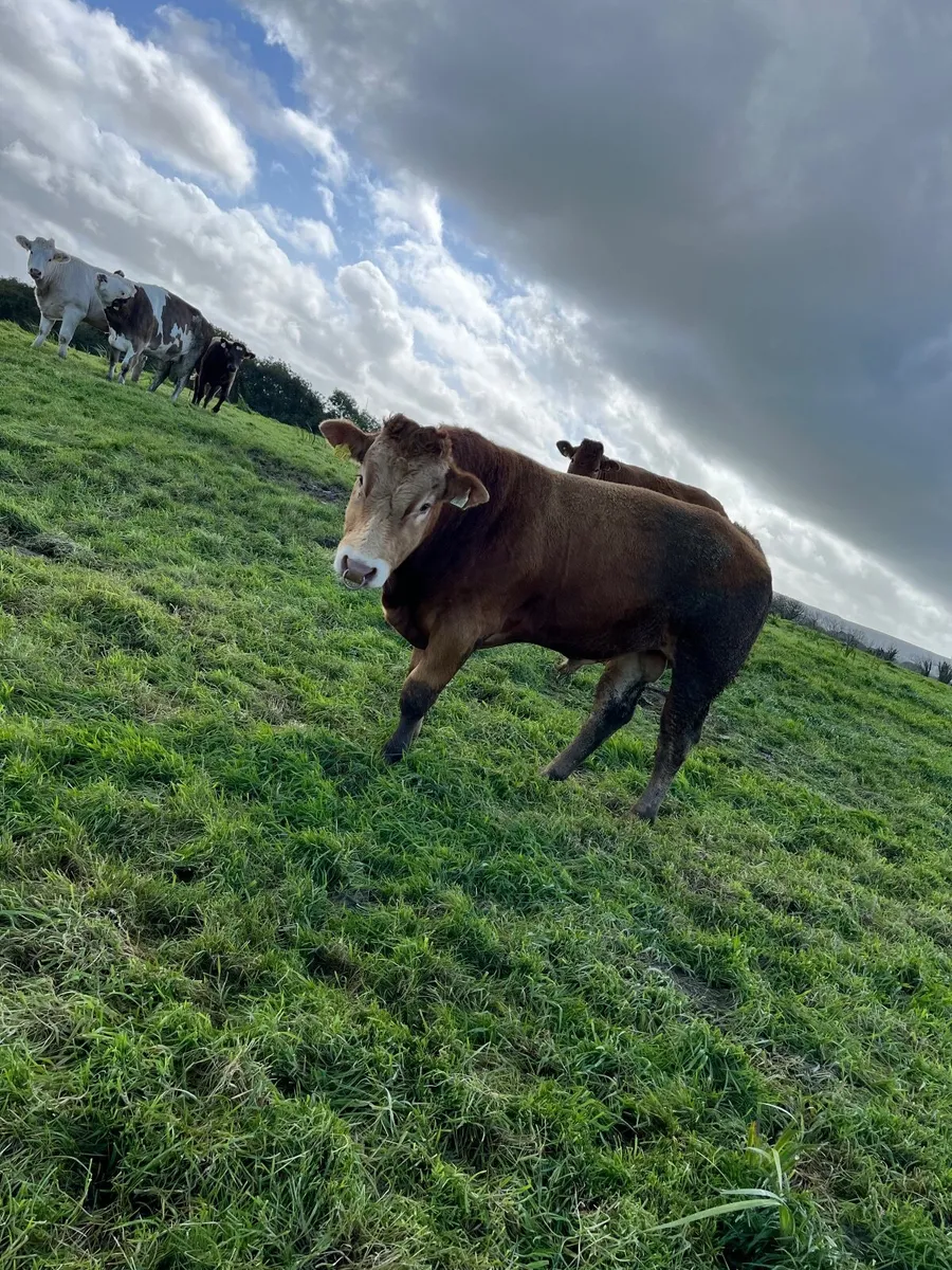 EBY Limousine Bull - Image 3