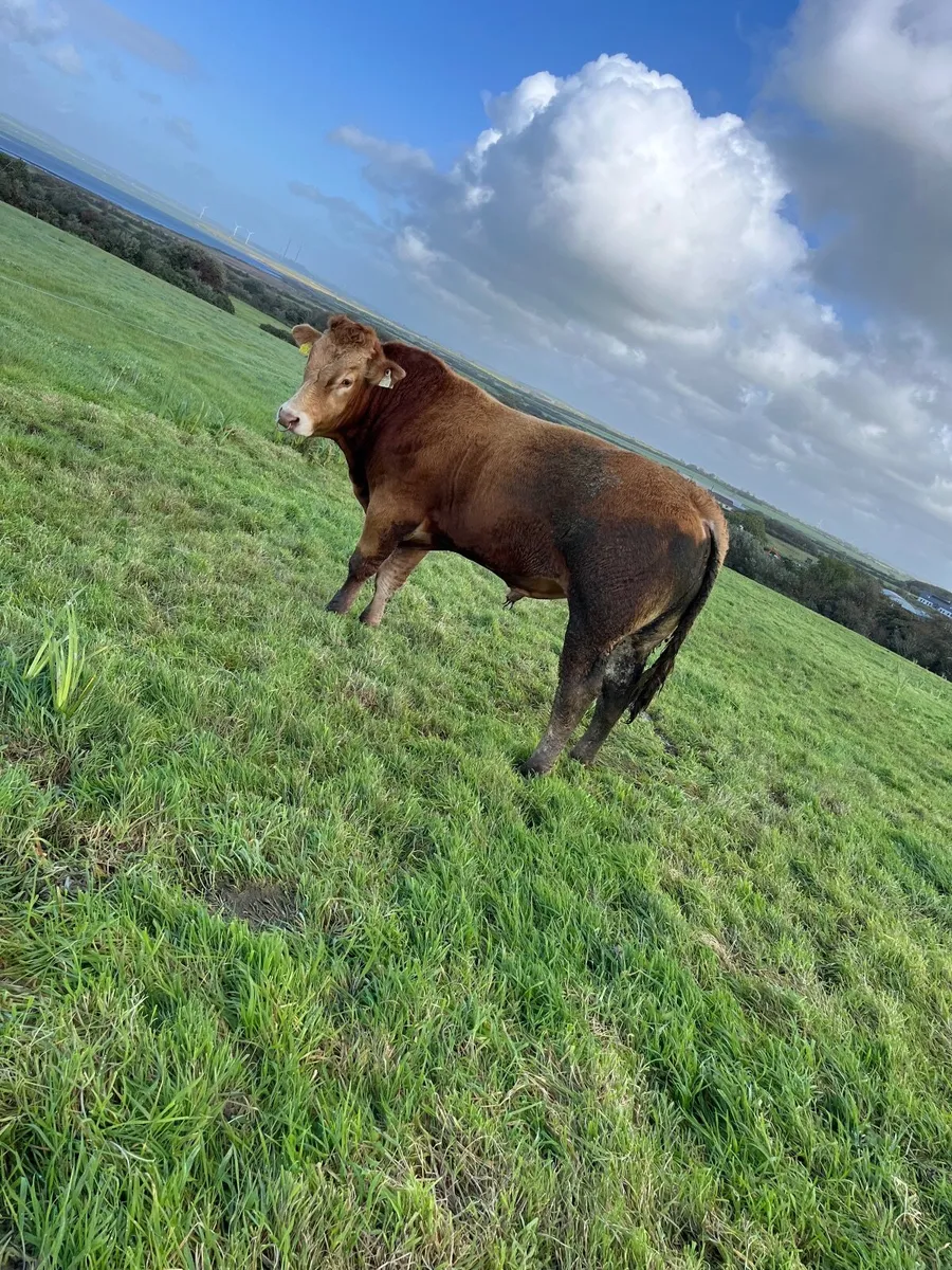 EBY Limousine Bull - Image 1
