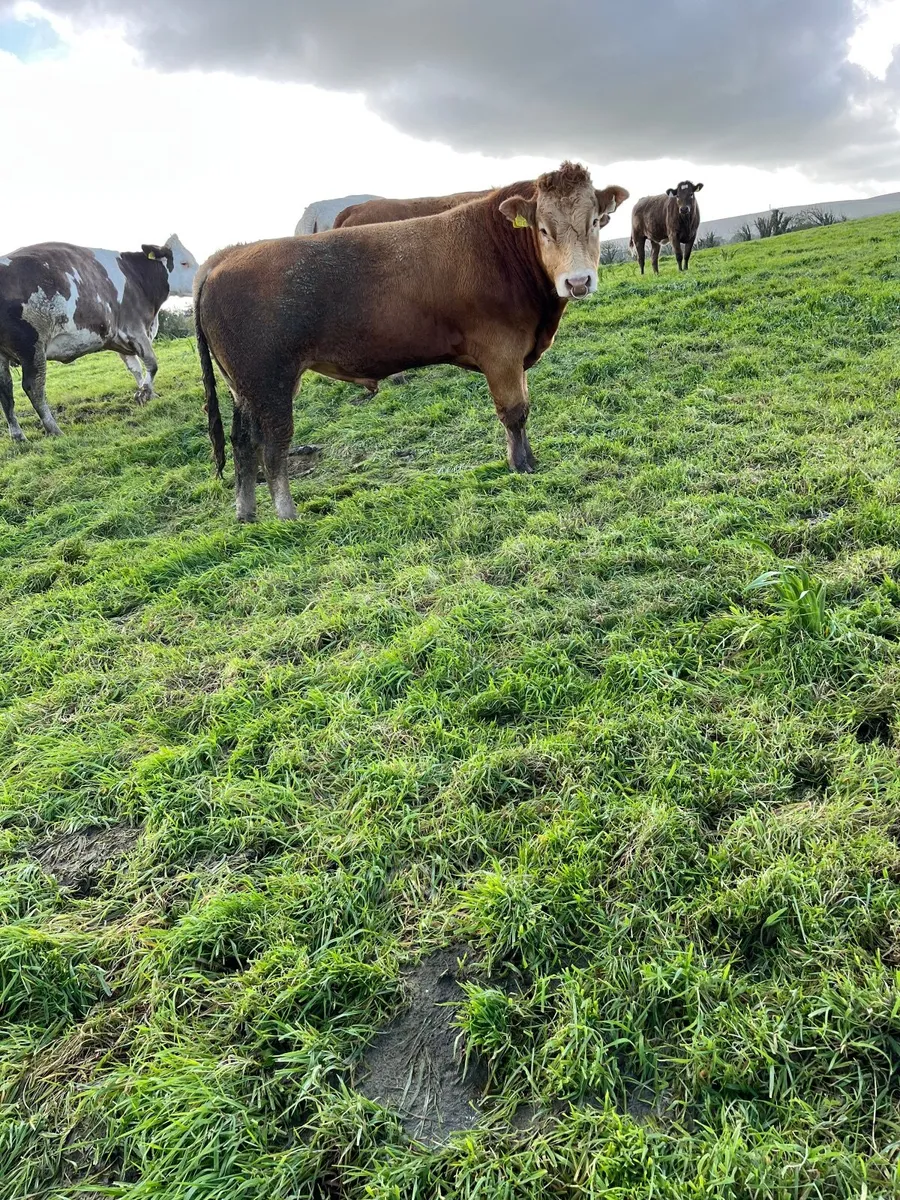 EBY Limousine Bull - Image 4