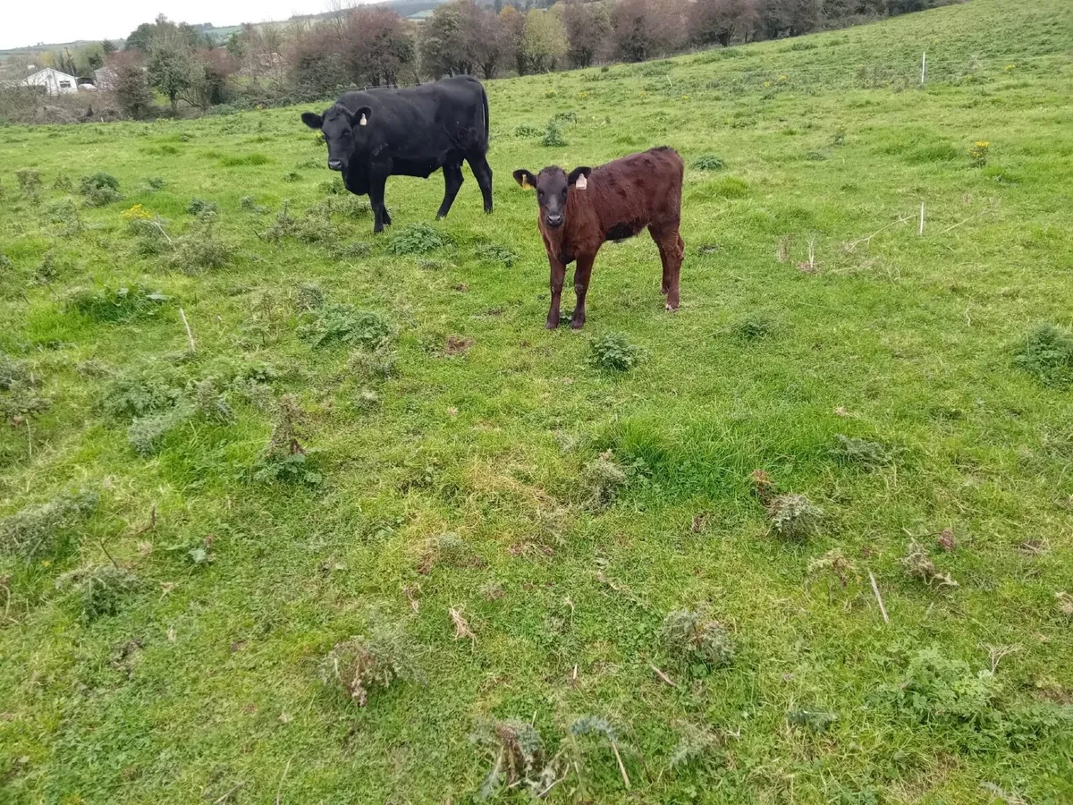 Aberdeen Angus Suckler - Image 1