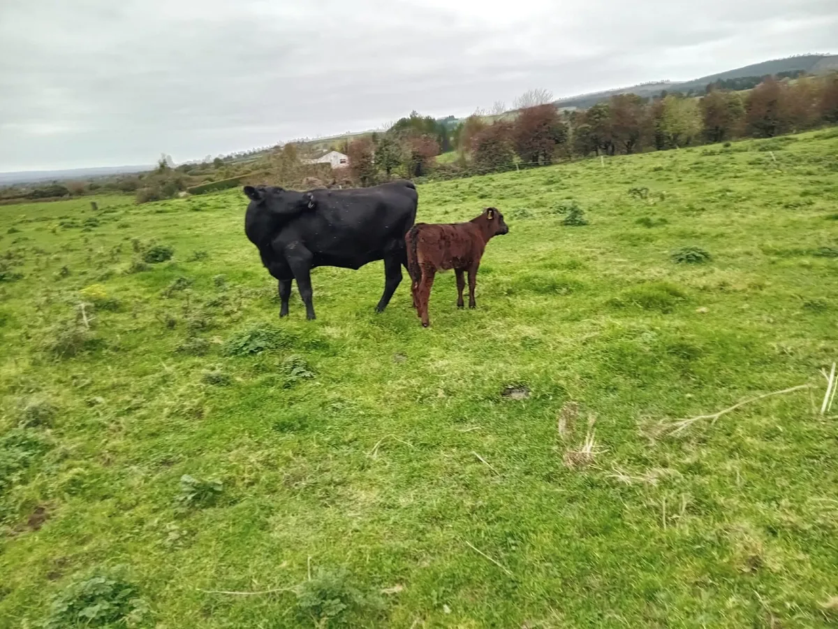 Aberdeen Angus Suckler - Image 2