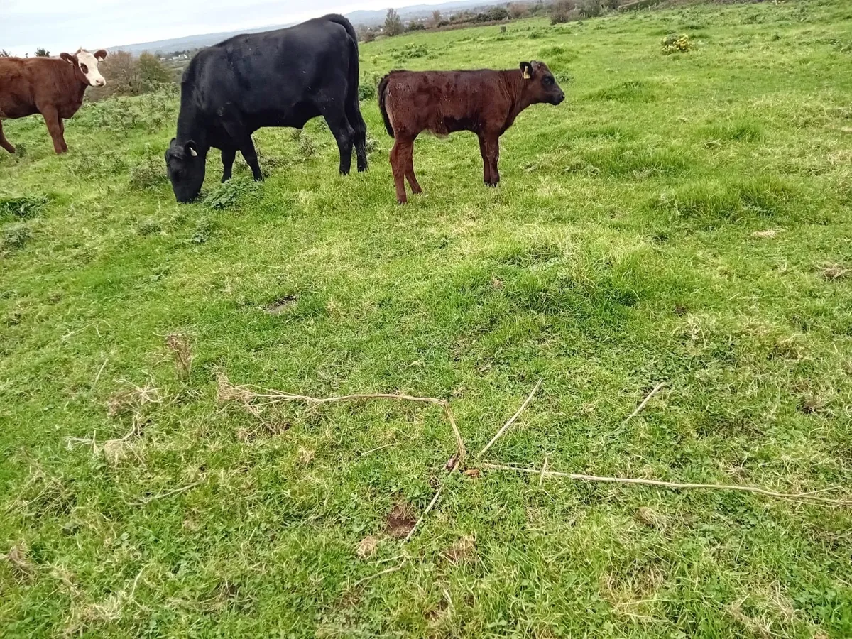 Aberdeen Angus Suckler - Image 3