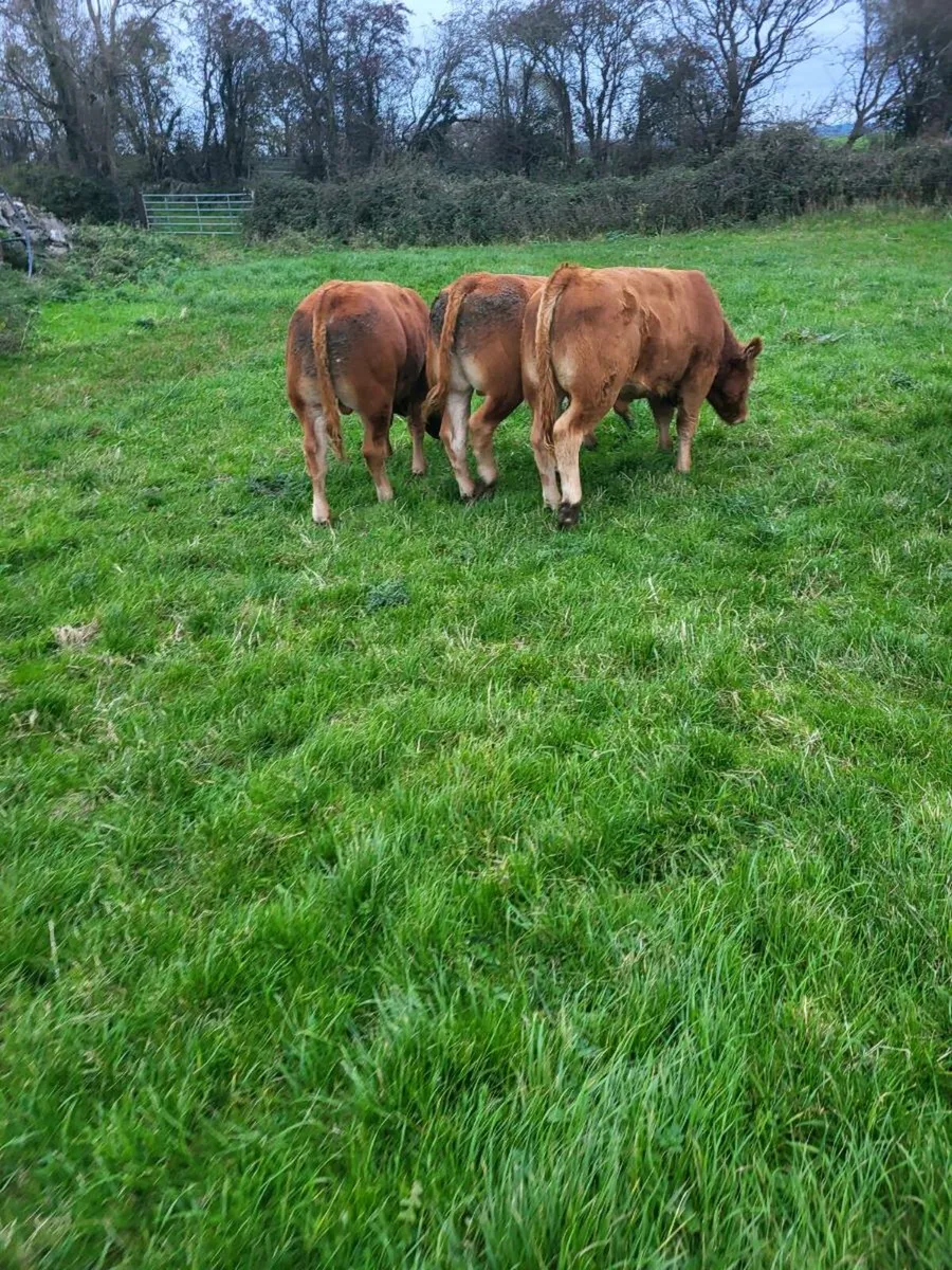 wealings  ballinasloe mart. - Image 1
