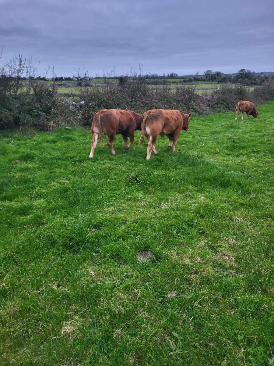 wealings  ballinasloe mart. - Image 2