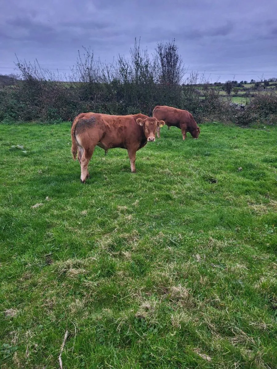 wealings  ballinasloe mart. - Image 3