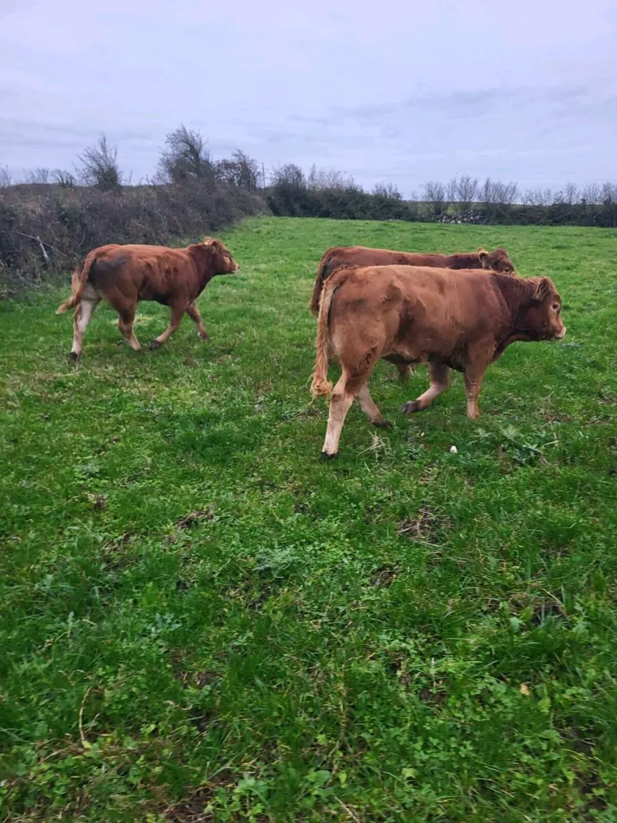 wealings  ballinasloe mart. - Image 4
