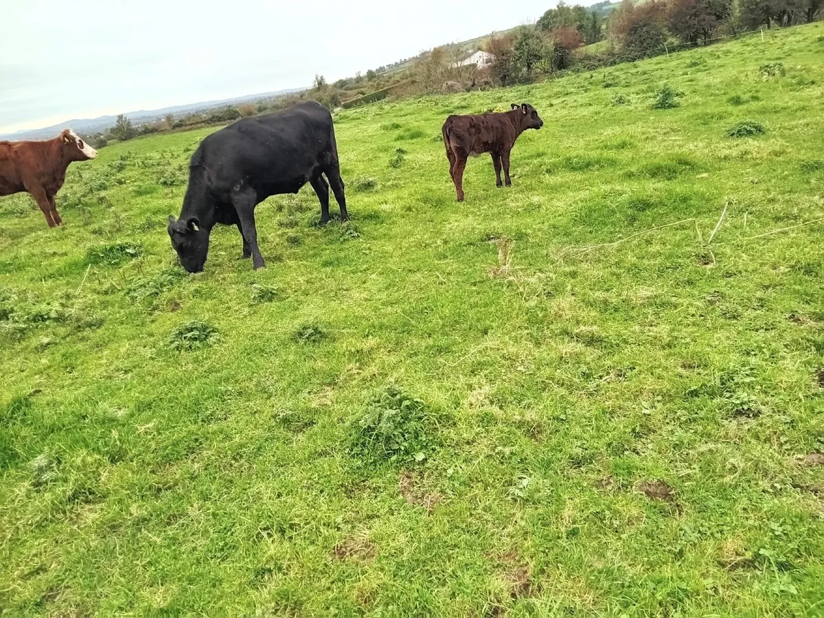Aberdeen Angus Suckler - Image 4
