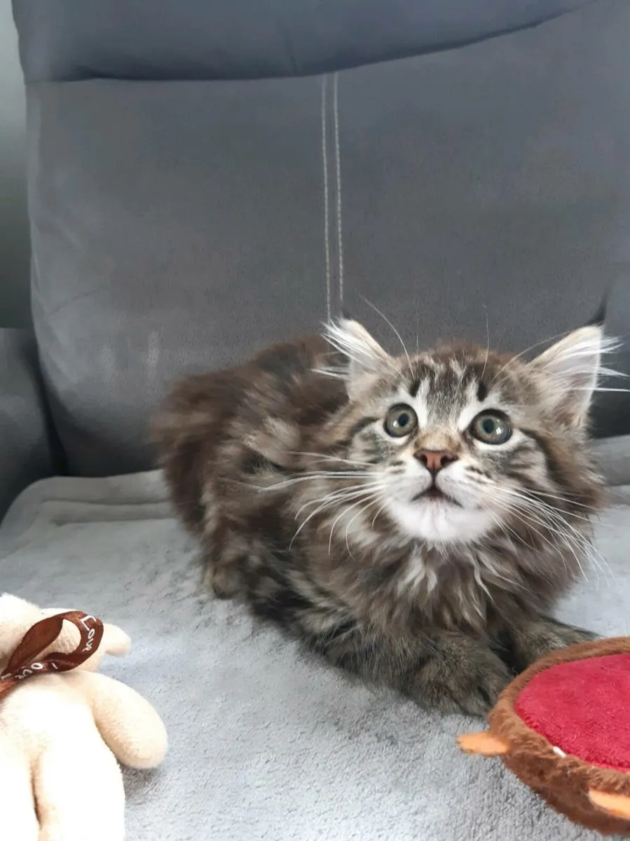 Manecoon kitten - Image 1