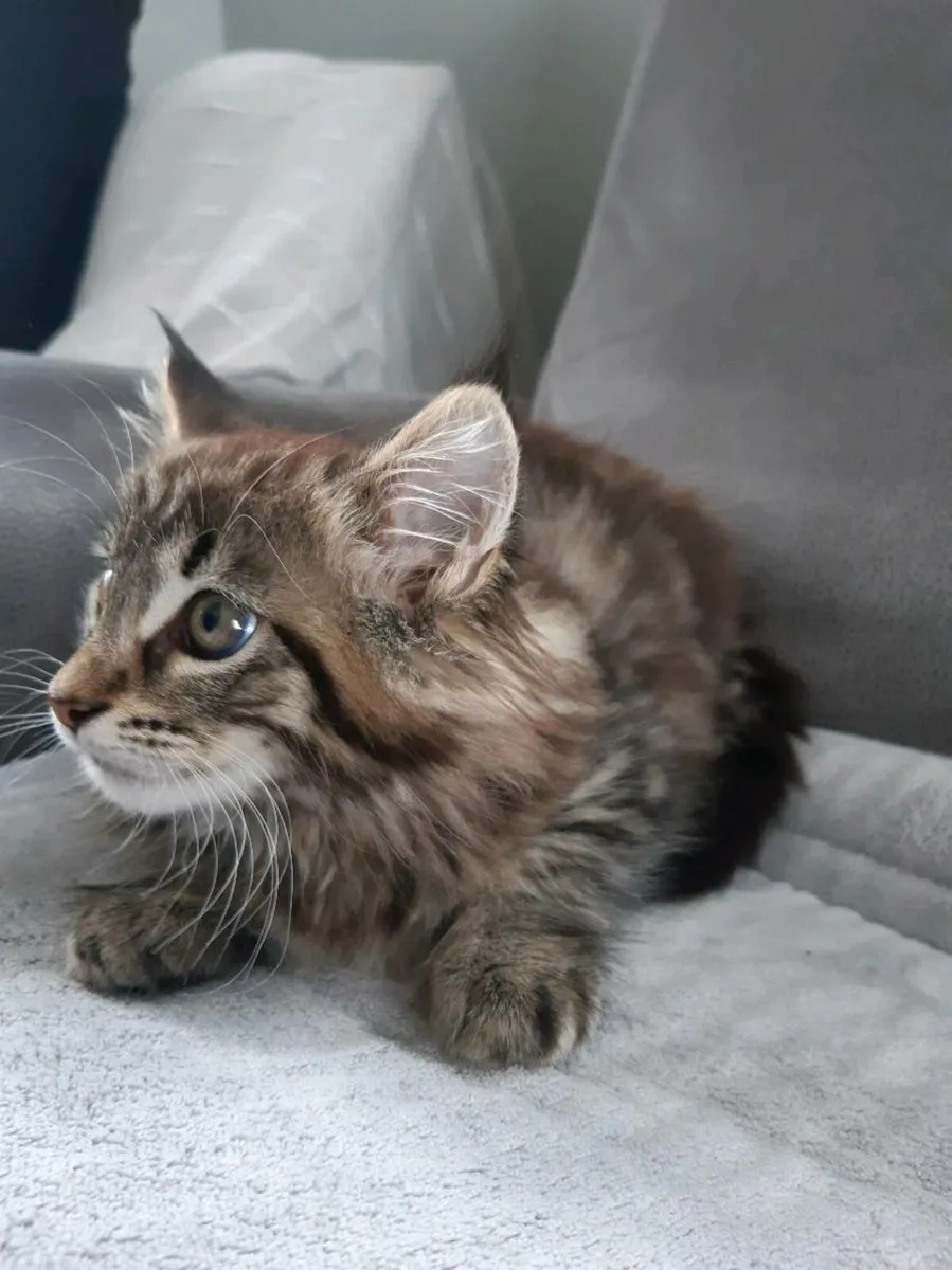 Manecoon kitten - Image 2