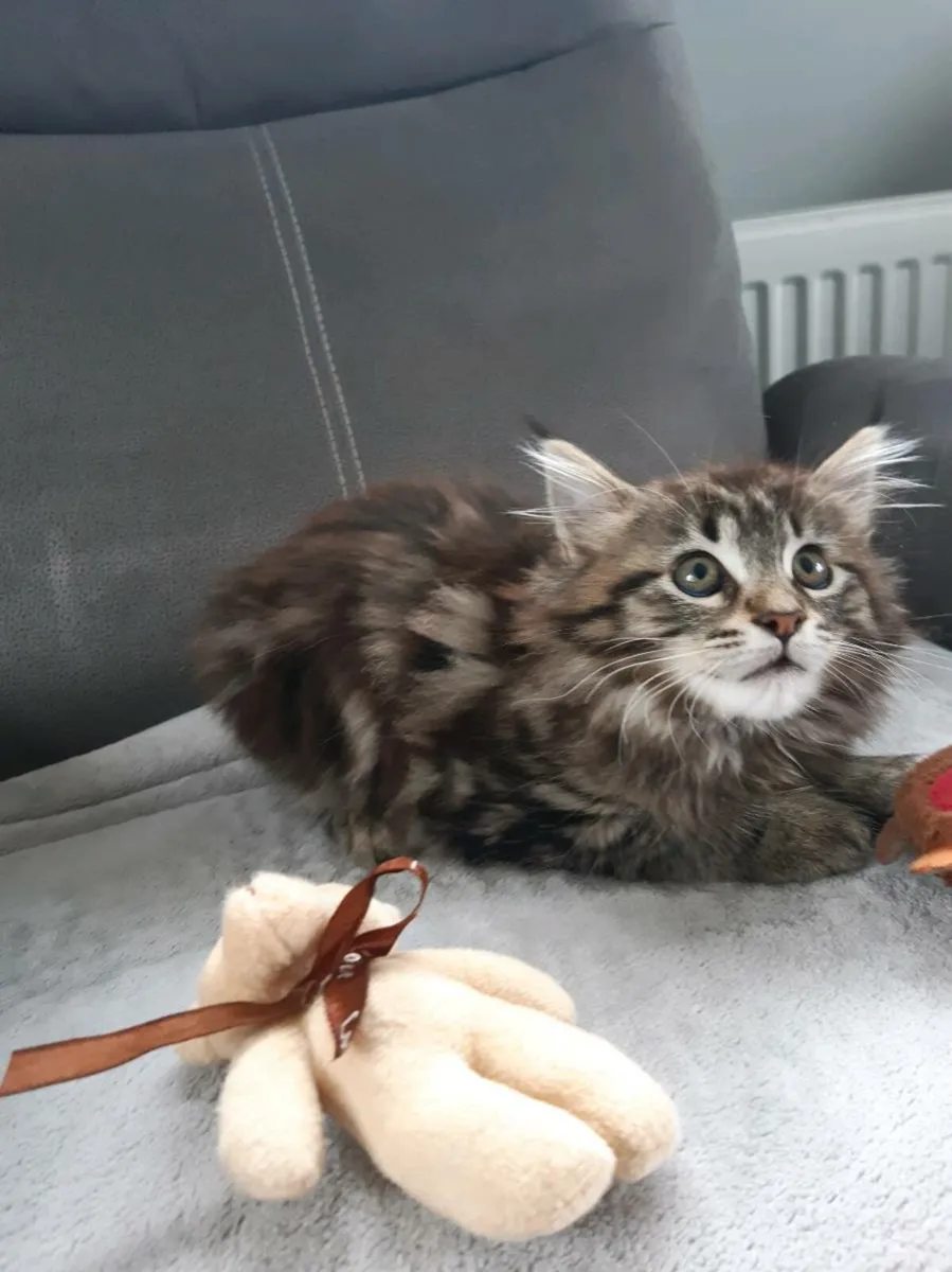Manecoon kitten - Image 3